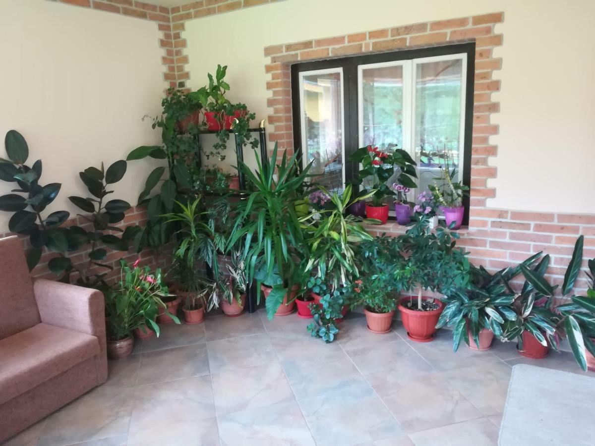 Pensiunea Colt Alb Băile Homorod Εξωτερικό φωτογραφία